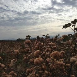 STUDIO D´ARTISAN Studio D'Artisan Fox-005 Fox Cotton Foxfibre® Roadrunner Loopwheeled Sweatshirt 45 STUDIO D´ARTISAN Studio D'Artisan Fox-005 Fox Cotton Foxfibre® Roadrunner Loopwheeled Sweatshirt