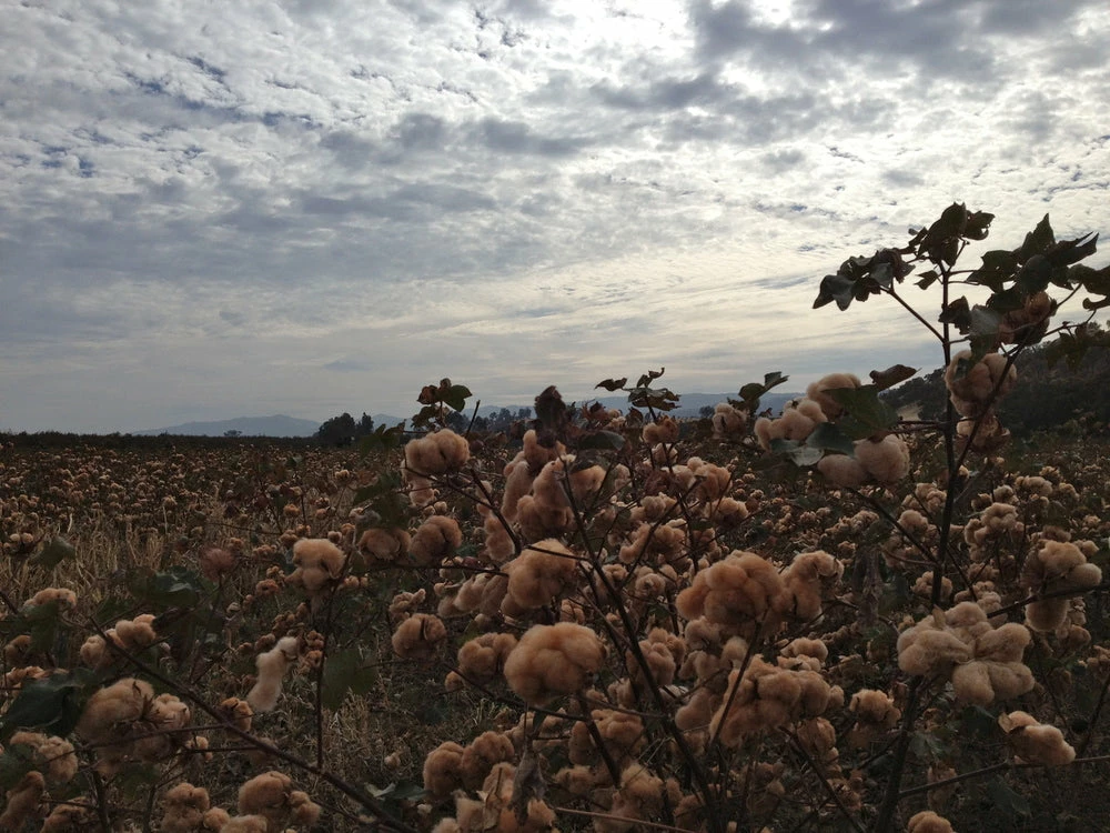 STUDIO D´ARTISAN Studio D'Artisan Fox-005 Fox Cotton Foxfibre® Roadrunner Loopwheeled Sweatshirt 24 STUDIO D´ARTISAN Studio D'Artisan Fox-005 Fox Cotton Foxfibre® Roadrunner Loopwheeled Sweatshirt