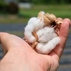 Samurai Jeans SWS-SC01 Japanese Cotton Sweatshirt Natural 46 Samurai Jeans SWS-SC01 Japanese Cotton Sweatshirt Natural