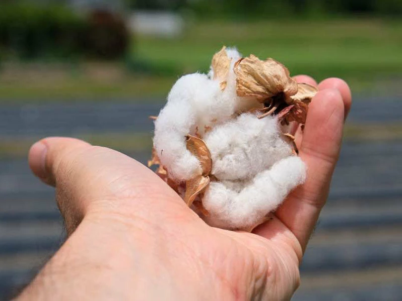 Samurai Jeans SWS-SC01 Japanese Cotton Sweatshirt Kuromane 22 Samurai Jeans SWS-SC01 Japanese Cotton Sweatshirt Kuromane