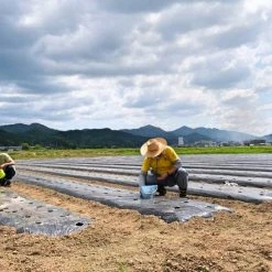 Samurai Jeans SWS-SC01 Japanese Cotton Sweatshirt Kuromane 43 Samurai Jeans SWS-SC01 Japanese Cotton Sweatshirt Kuromane